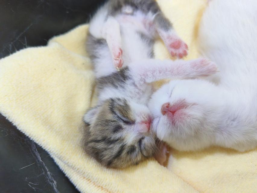 ลูกแมว พันธุ์สก็อตติช รูปที่ 8