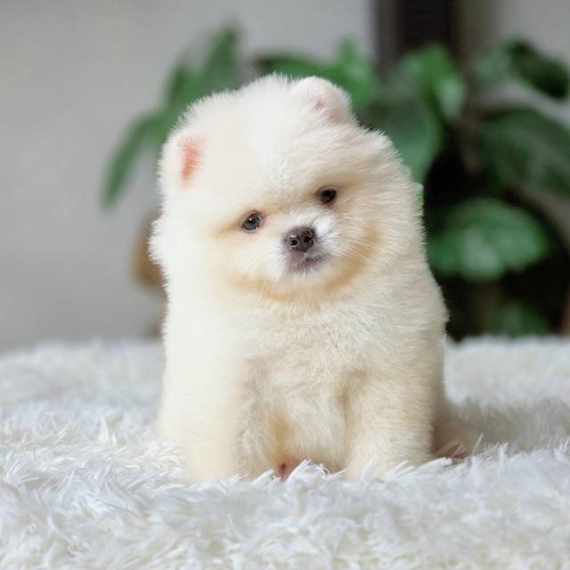 ปอมเมอเรเนียนแท้ เพศผู้ พร้อมย้ายบ้าน รูปที่ 9