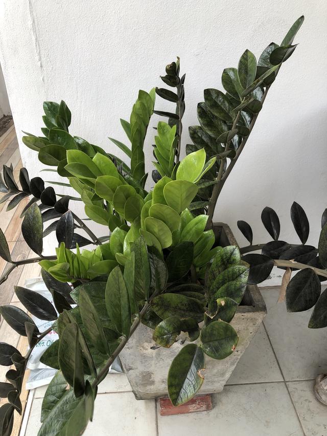 ไตรโคเดอร์มา เห็นผลไวแม่ยายยังถามซื้อ รูปที่ 7