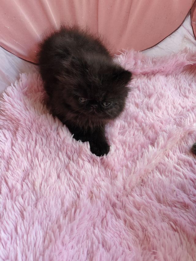 แมวเอ็กโซติกขนยาวสีดำ รูปที่ 2