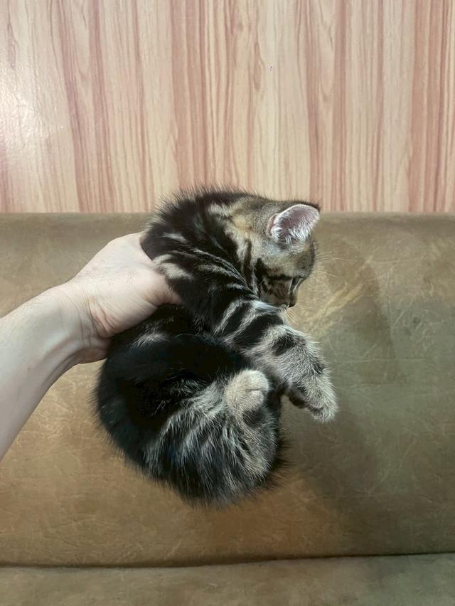 ลูกแมวสก๊อตติชแท้ 4