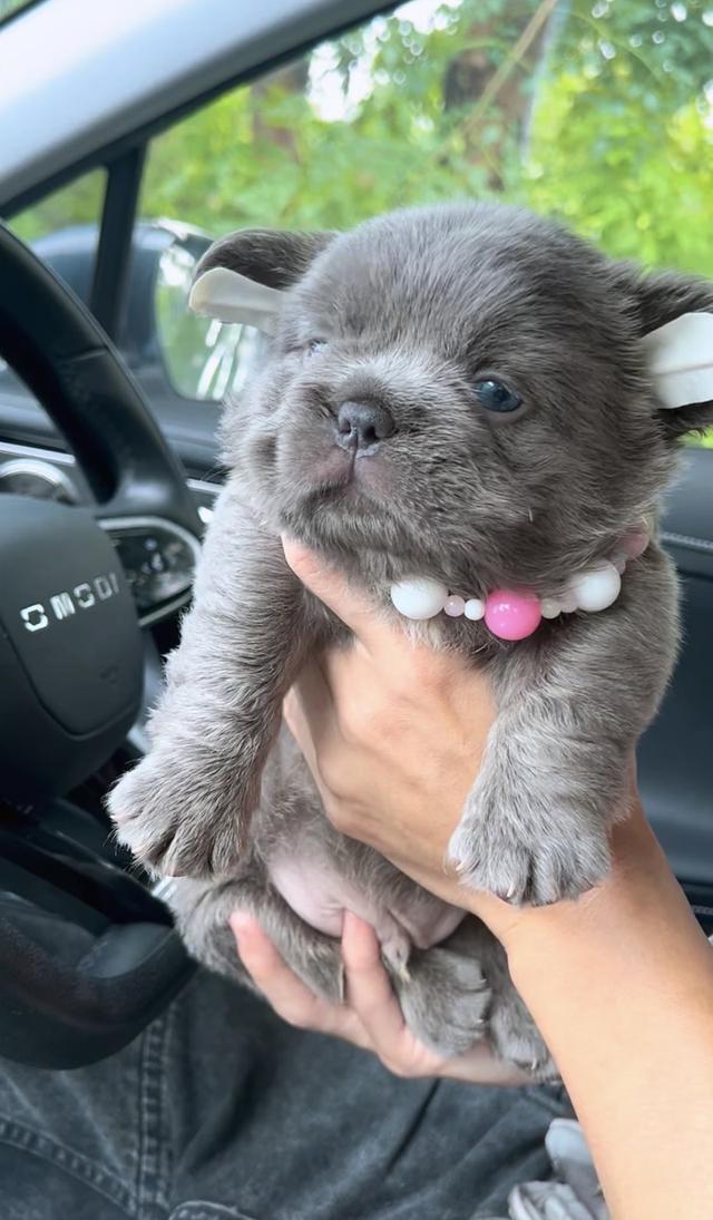 Puppy Fechbulldog Fuffy