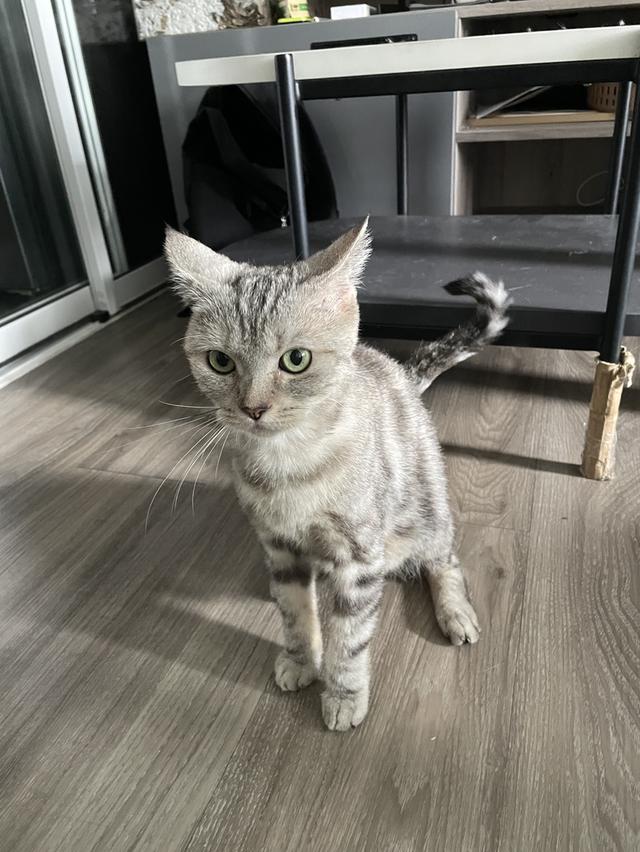 แมว American shorthair ผสม Scottish