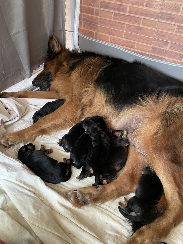 ลูกสุนัขเยอรมันเชพเพิร์ด (อัลเซเชี่ยน สุนัขตำรวจ) ว่างผู้4 เมีย4 7