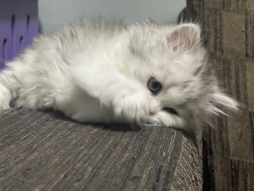 น้องดีมงคล(แมวอารมณ์ดี)