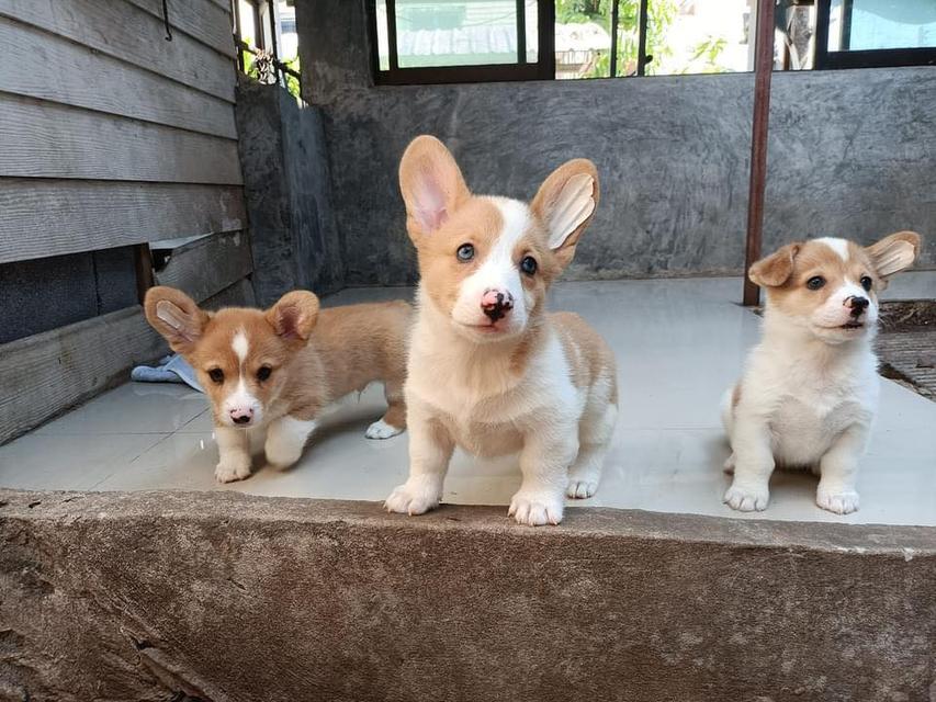 Welsh Corgi Puppies  WhatsApp me : +66 63 826 3042