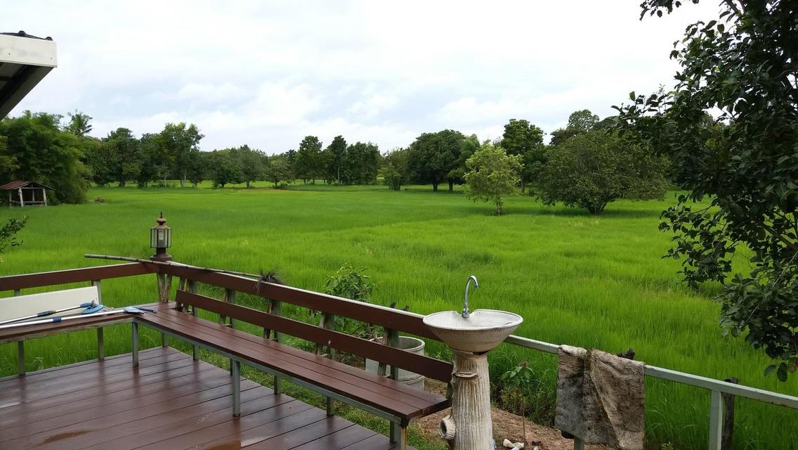 ที่ดินเปล่า พร้อมบ้าน 15 ไร่ 3