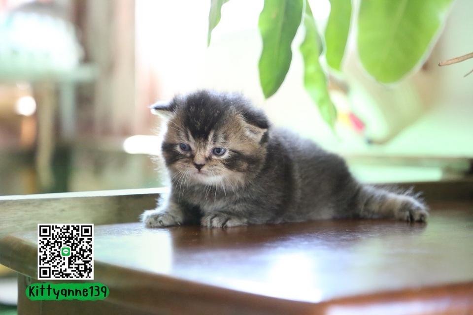 แมวเปอร์เซียผสมบริติชwcf รูปที่ 9