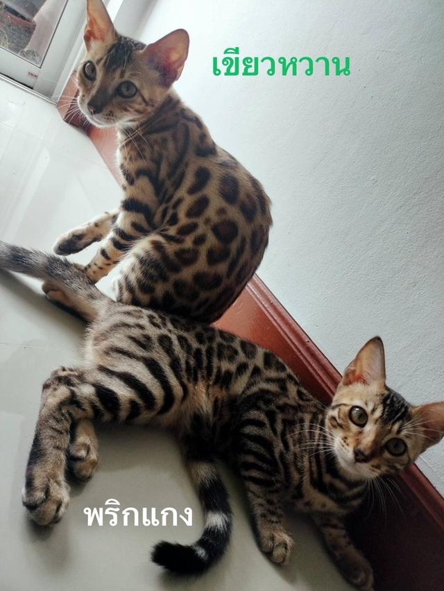 รูป ขายแมวเบงกอลแท้ เพศเมีย น้องเขียวหวาน 2