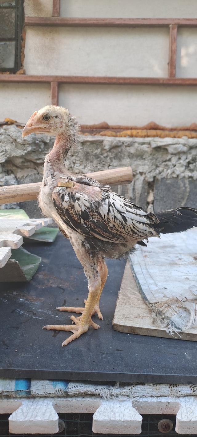แบ่งสายพันธุ์ ลูกไก่ชน เหล่าพ่อแม่เงินล้าน รูปที่ 12