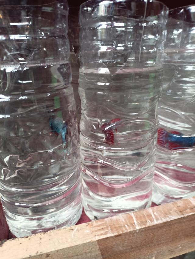 ปลากัดสวยงามราคาส่ง เริ่มต้นที่ 20 10