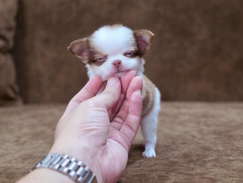Chihuahua t cup น้องยูโรเพศผู้