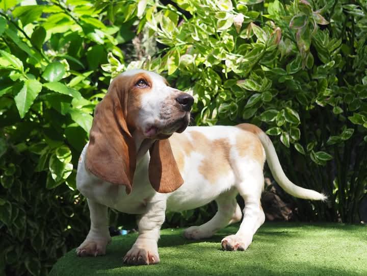 ขาย Basset Hound พันธุ์ หูยาว