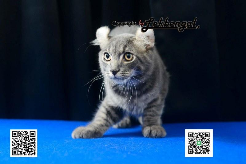 ขายลูกแมวจอมกวน อเมริกันเคิร์ล สีบลู หางกระต่าย (bobtail) สายพันธุ์แท้  6
