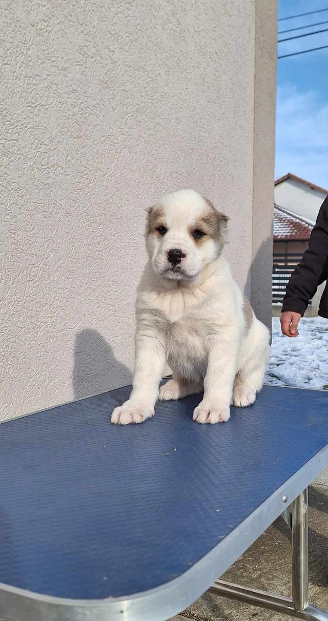 Central Asian Ovtcharka Puppies  WhatsApp me : ( +63 985 762 7466 ) 2