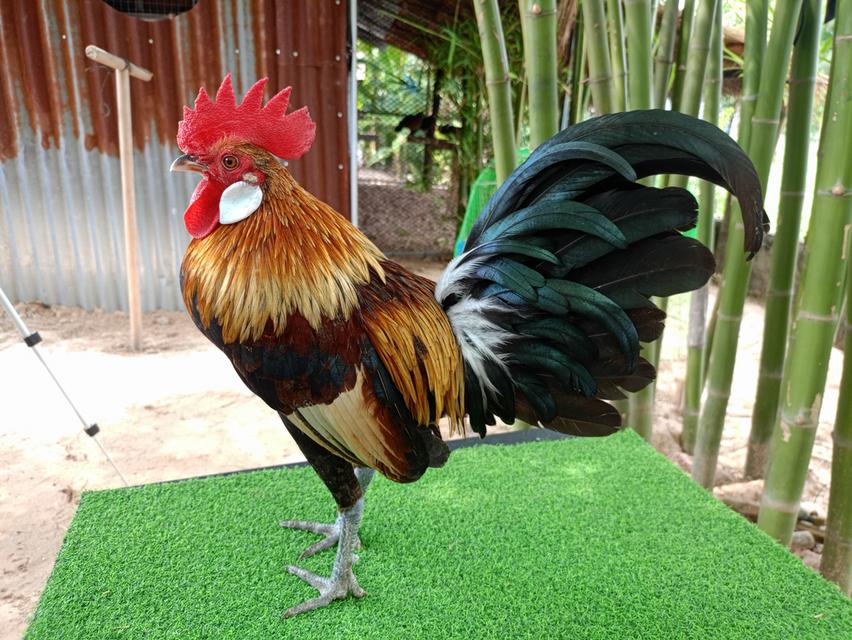 รัฐชนาวีฟาร์ม ไก่ต่อสวยงาม