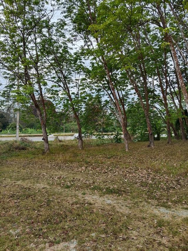 ที่ดินสวนยางพร้อมกรีด 3ไร่1งาน60ตรว 3ล้านบาท 5