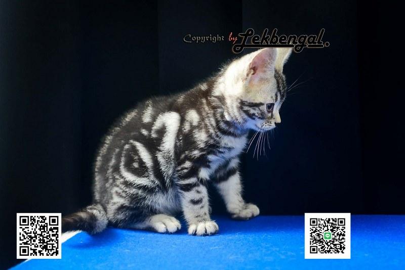 ขายลูกแมวสวยและน่ารักเพศเมีย (หุ่นกระปุกหมู) อเมริกันชอตแฮร์ รูปที่ 7