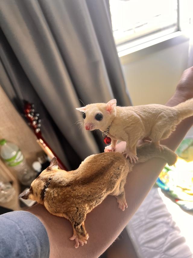 A pair of sugar gliders รูปที่ 4