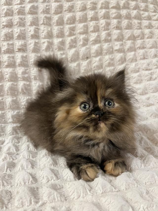 แมวเปอร์เซีย 🙂❌🍊✋😁vg 10