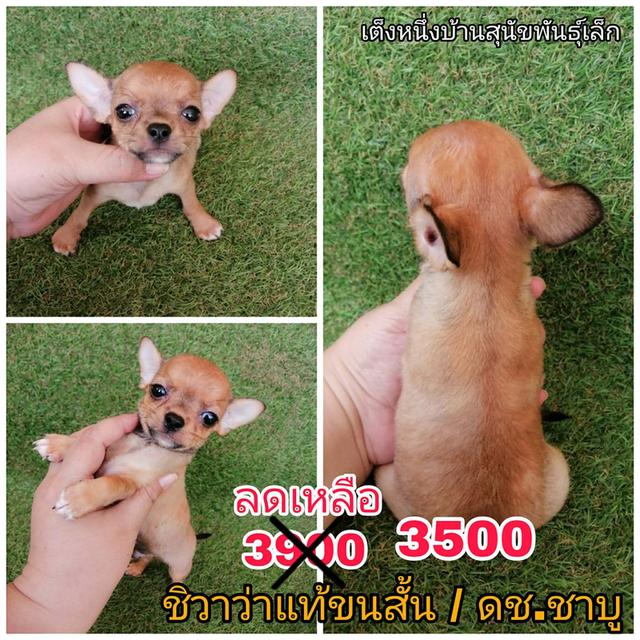 โปรสิ้นปี ชิวาวาว่าเเท้ไซส์เล็ก