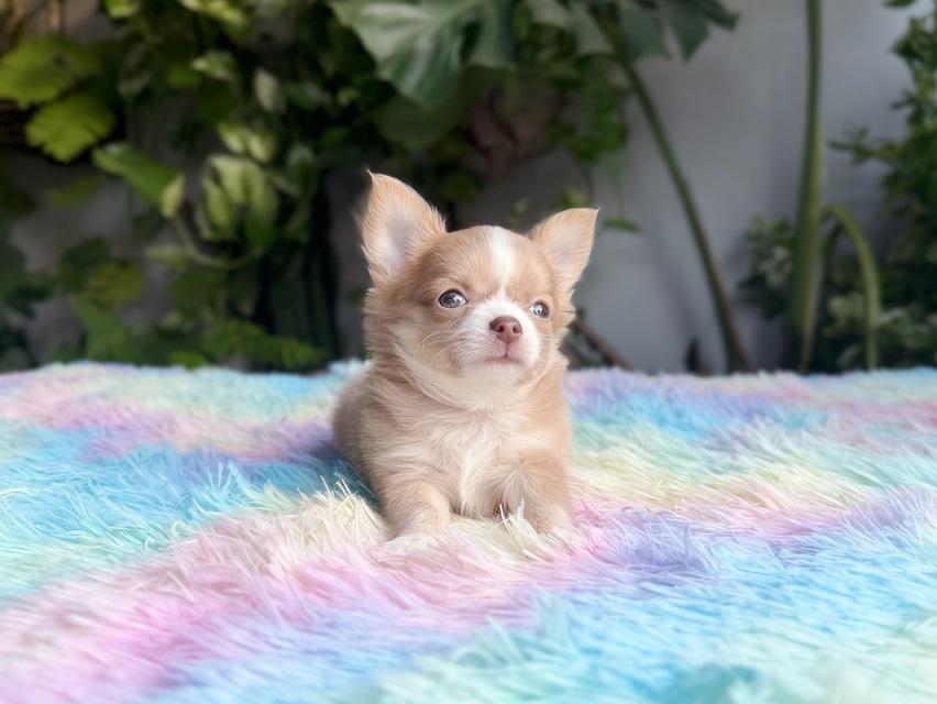 ชิวาวาแท้ขนยาว เพศผู้ พร้อมย้ายบ้าน