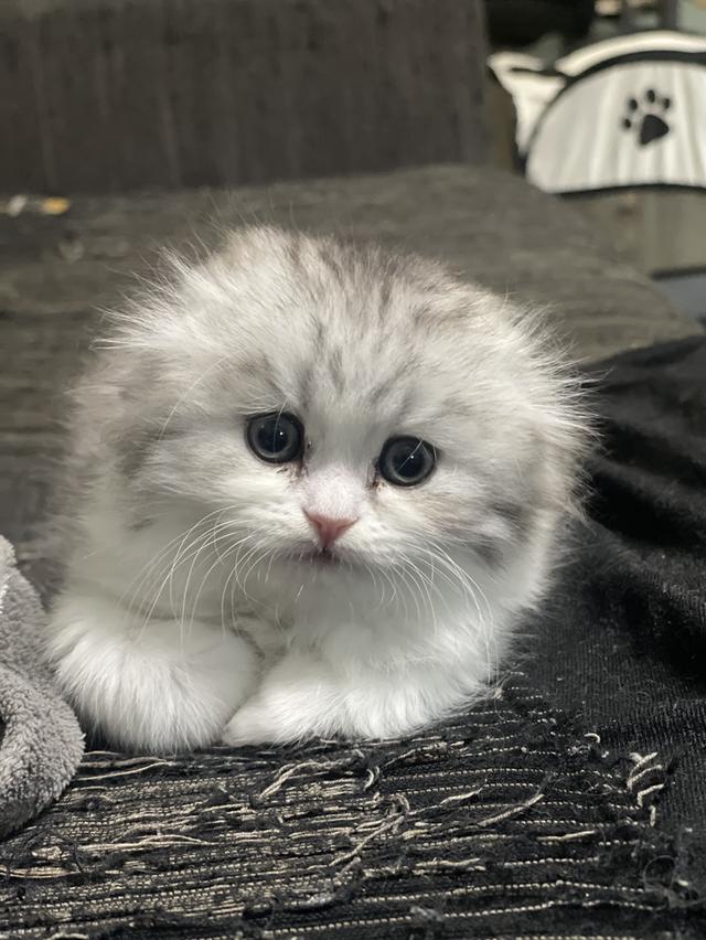 น้องแมวหูพับน่ารัก(หญิง)พร้อมย้ายบ้าน 6