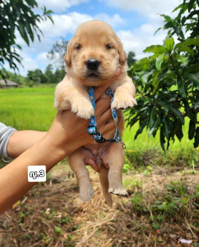 โกลเด้นแท้รีทรีฟเวอร์ รูปที่ 8