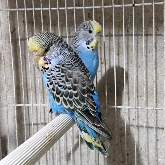 นกหงส์หยก อังกฤษเกรดเลี้ยงเล่น