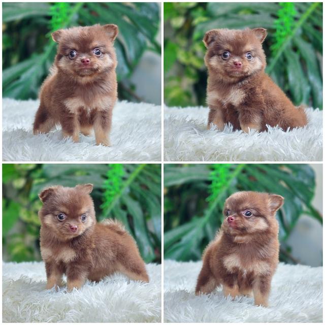 Chihuahuaสีช็อคเพศผู้