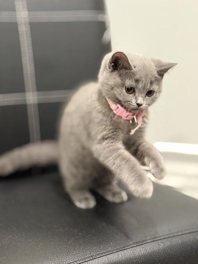 โดนจุ๊ฟแล้ว ปิดการขาย บริติช ช็อตแฮร์ สีบลู รูปที่ 5