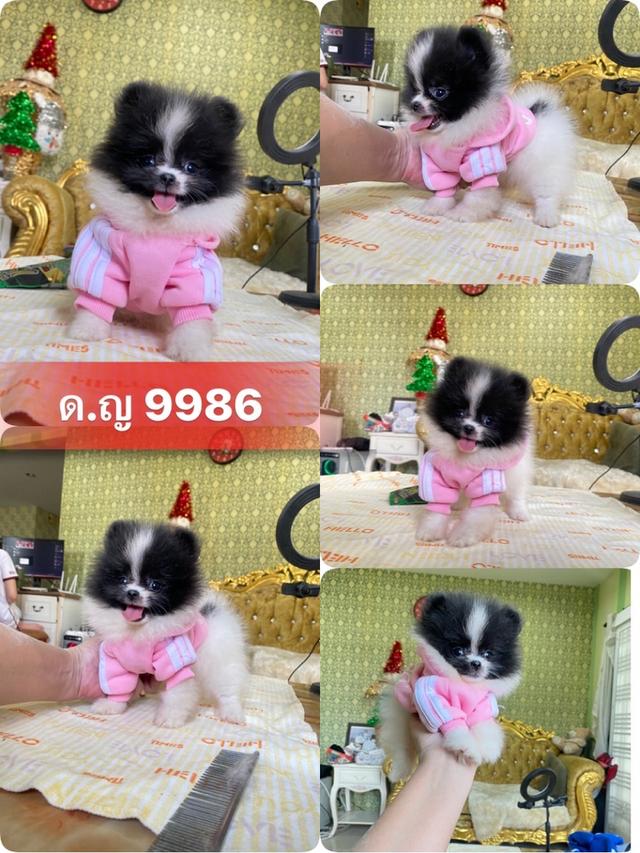 ลูกปอมปอมแท้ อายุ2เดือน มีประกันสุขภาพ 8