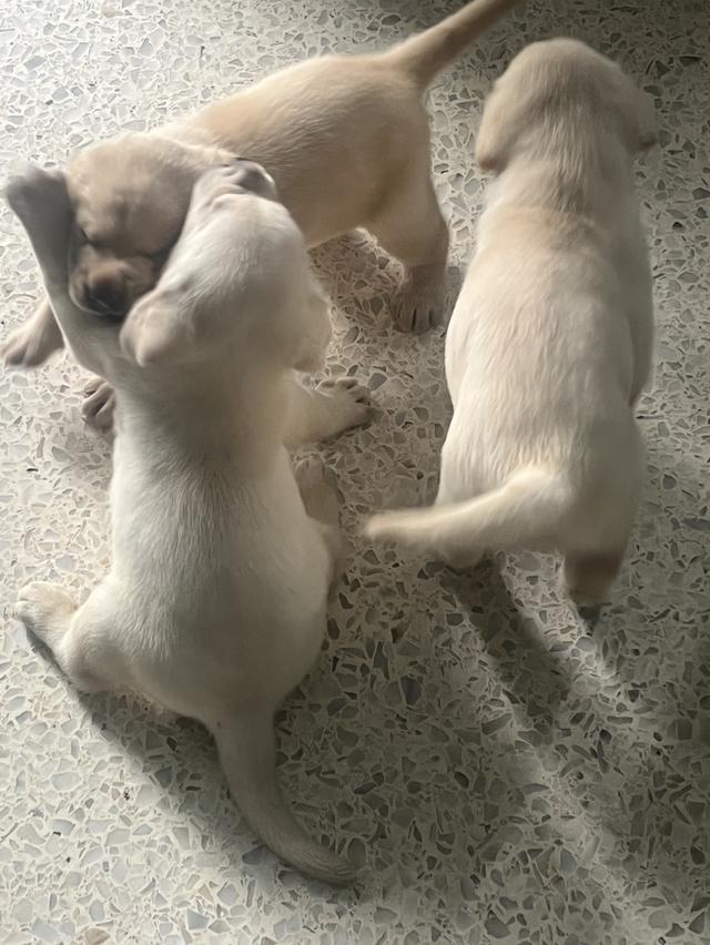 Labrador เพศ ญ 2 เดือนค่ะ