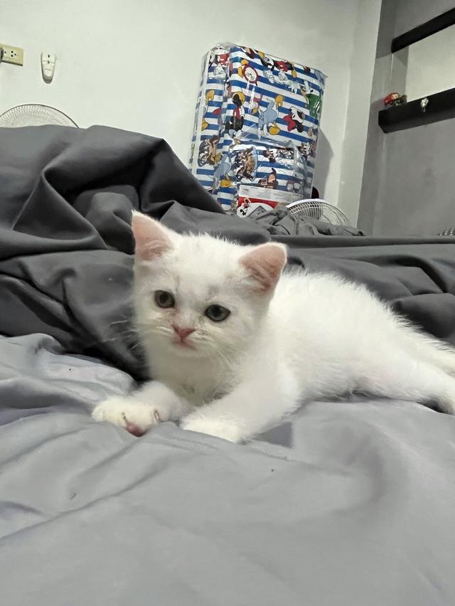 ลูกแมว สก็อตติช เปอร์เซีย รูปที่ 4