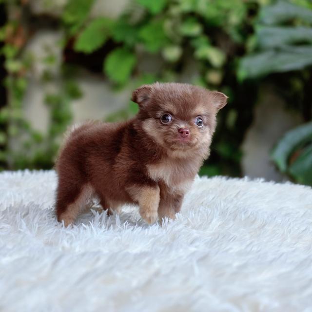 Chihuahuaสีช็อคเพศผู้ 3