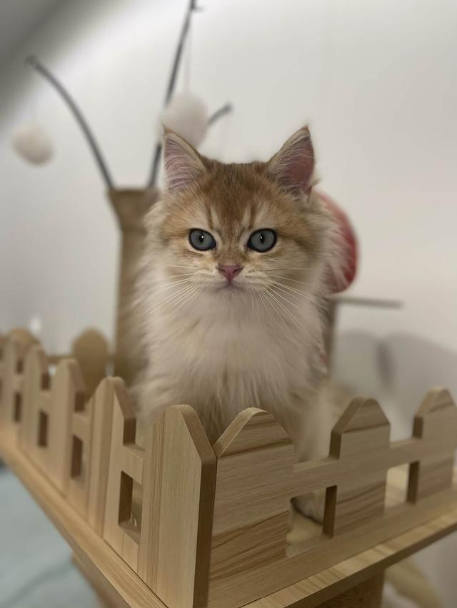 British Longhair WCF 6