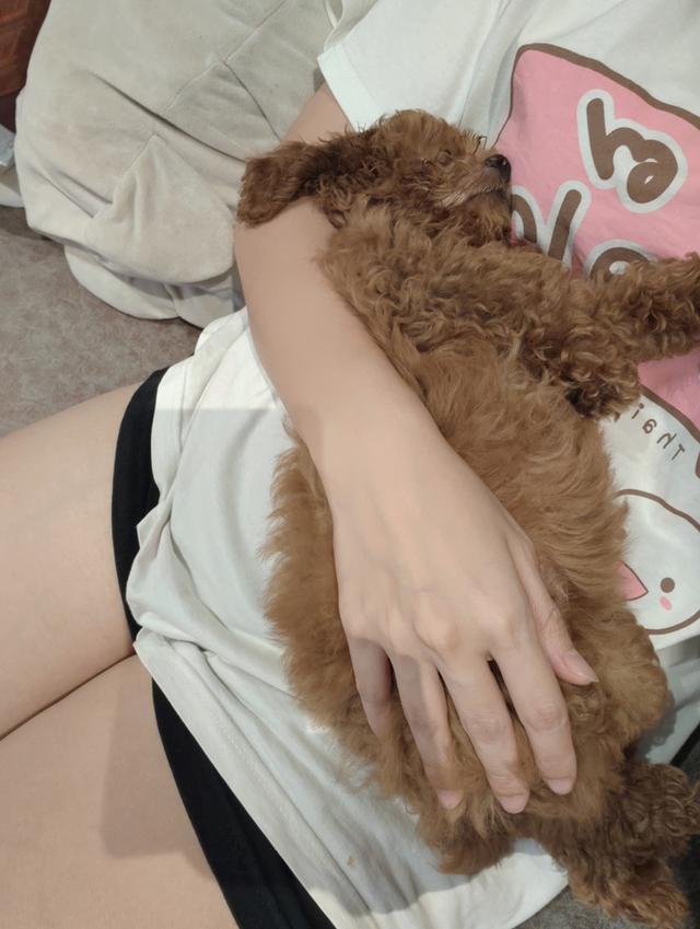 พุดเดิ้ลทอยแท้ 4เดือน