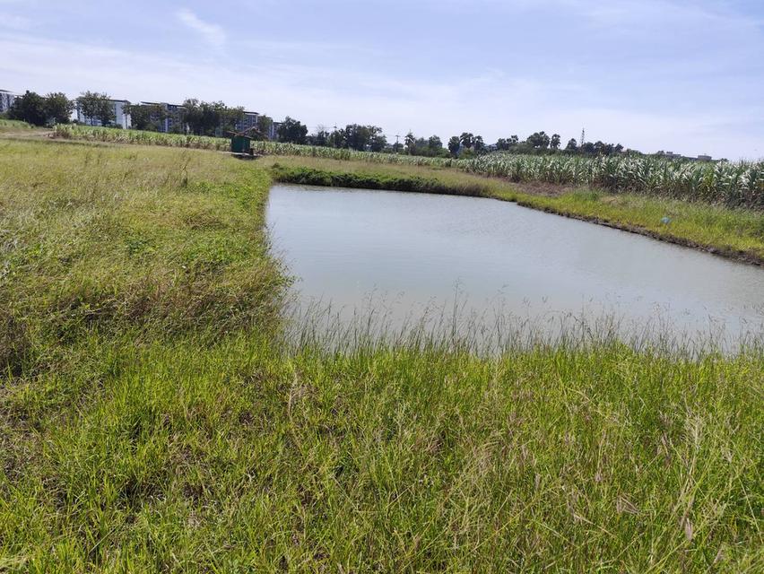 land for sale ขายที่ดินสวยมาก กำแพงแสน แบ่งขายได้ โฉนดพร้อมโอน 200 ตรว แบ่งขายได้ 5