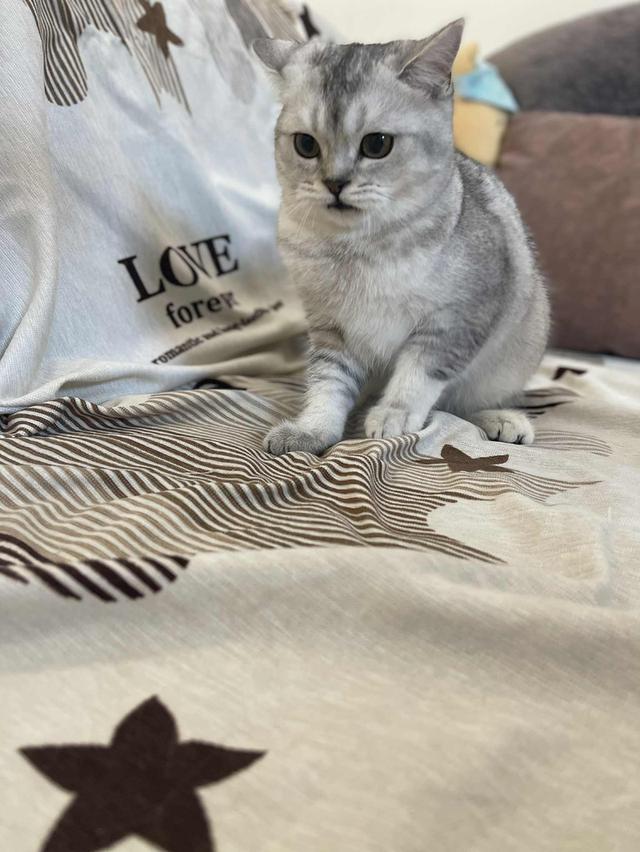 สาวสก็อต