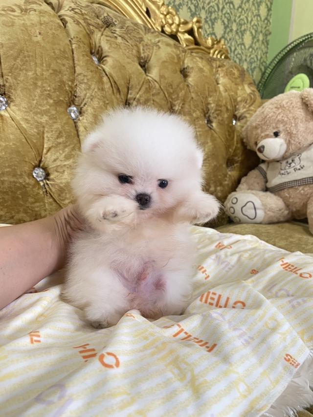 ลูกปอมแท้ ไซสจิ๋วมินิ น่ารัก พร้อมย้ายบ้าน  2