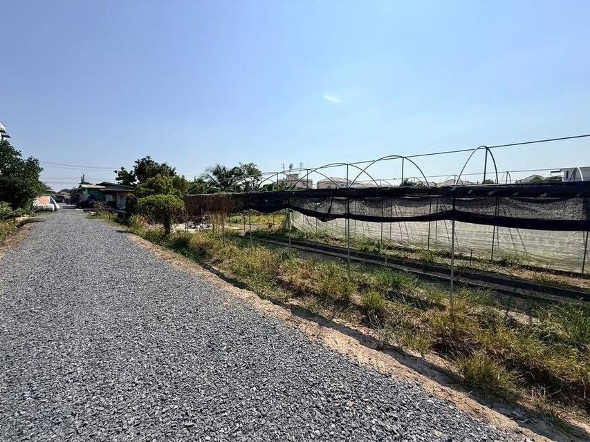 ขายด่วนทีดิน 153 ตารางวา ติดถนนหินคลุก ซอย วัดหนองปรง ต.บางเดื่อ อ.เมืองปทุมธานี 3