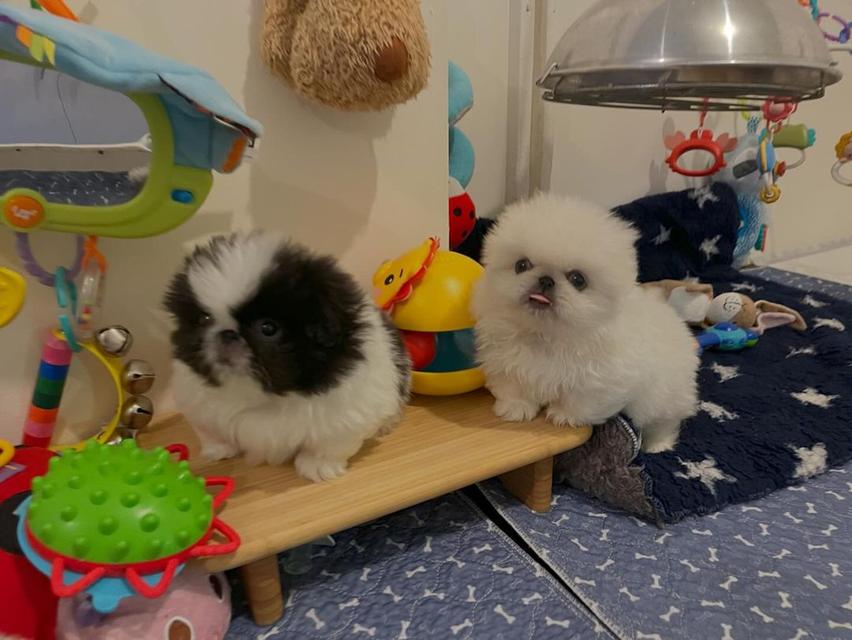 Pekingese Puppies  WhatsApp me : ( +63 985 762 7466 ) 3