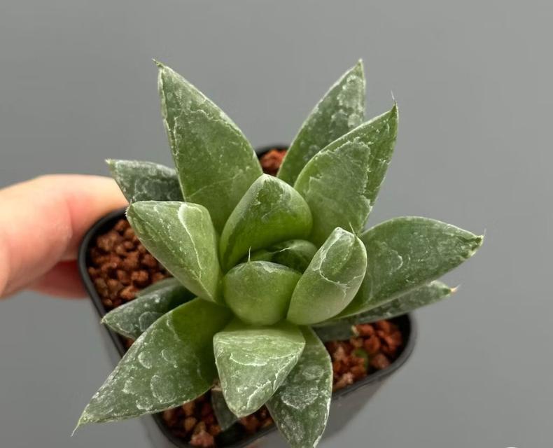 กุหลาบหินพันธุ์ Haworthia ราคาน่ารัก