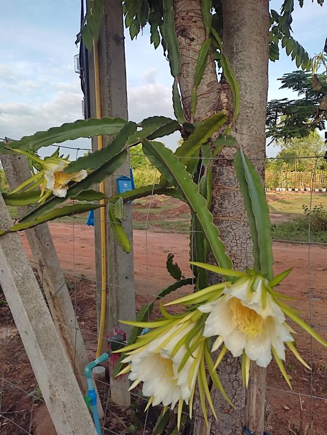 จายบ้านพร้อมที่ดิน บ้าน 2 หลัง ในที่ดิน 1 ไร่ 10