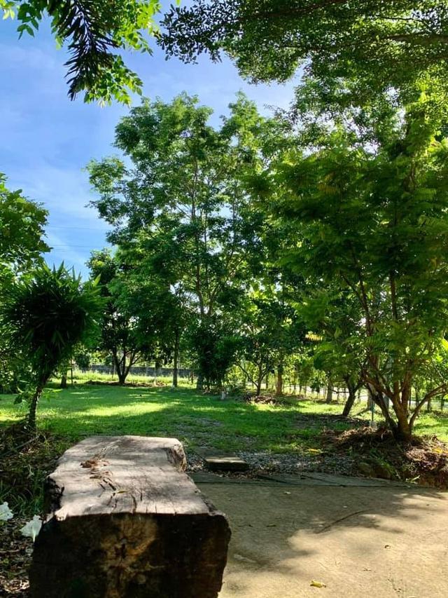 ที่ดินพร้อมบ้านสวนผลไม้ 9