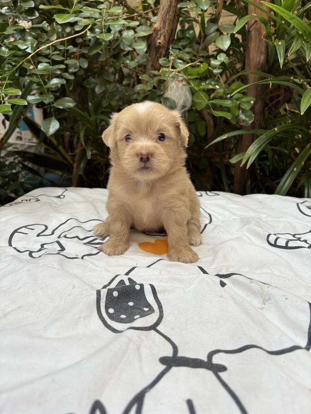 น้องปอมผสมชิสุ เด็กชาย รูปย่อยที่ 2