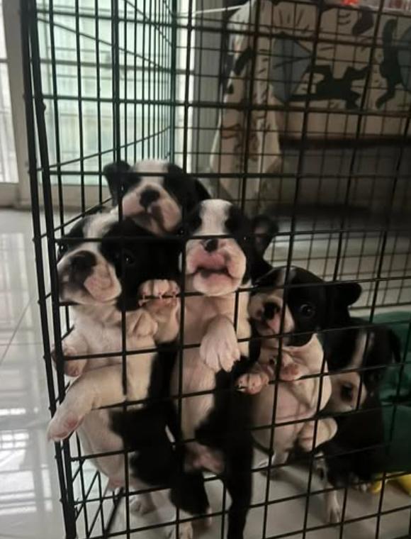 Boston Terrier ขายราคาถูก