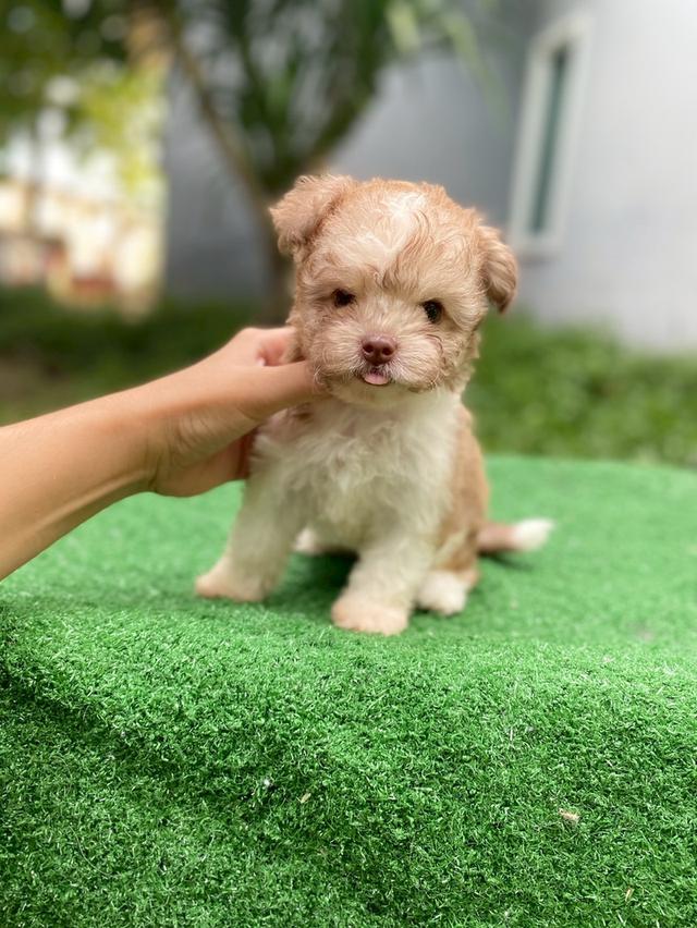 พุดเดิ้ลผสม น่ารักมาก รูปที่ 5