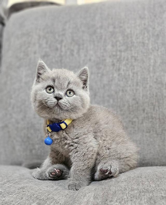 บริติชช็อตแฮร์แท้ น้องบลู 3