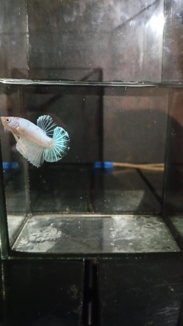 ปลากัดสวยงาม เกรดประกวด ครีปสั้นหางพระจันทร ประเภทสีเดียว สีอ่อน ขายวัดใจ ก่อนลงประกวด วันที่29ม.ค69 ติดมาไม่ใช่ราคานี้แน่นอน